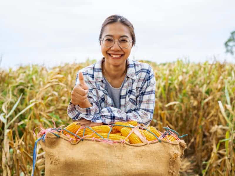 Smiling farmer giving a thumbs up with a sack of harvested corn in a field.