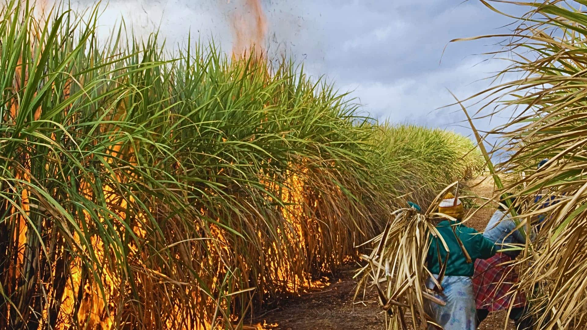 Farmers working in a sugarcane field during a crop burning session, highlighting the environmental impact of crop burning.