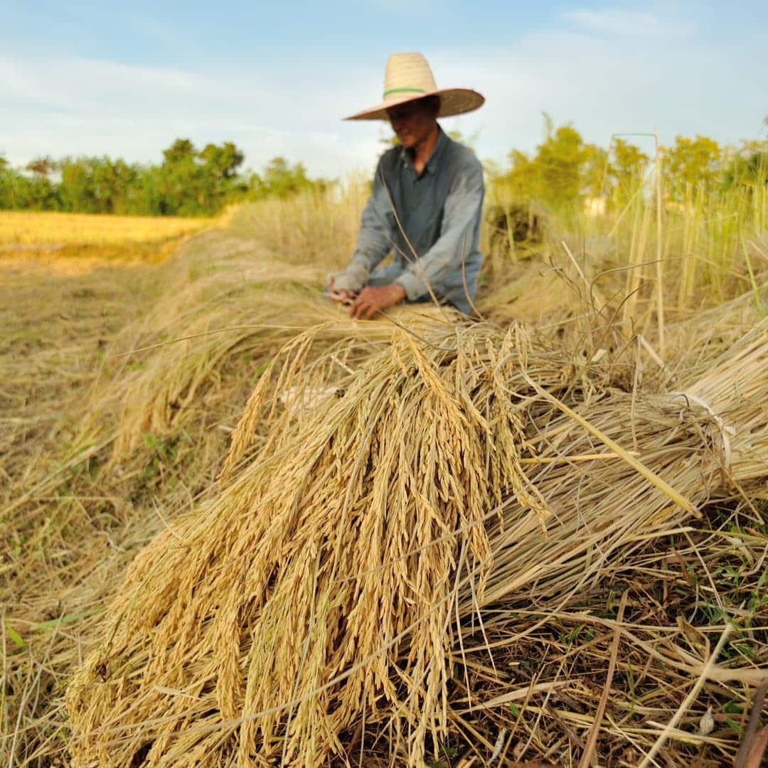 Crop burning in Vietnamese landscape showing smoke and mountains in the background