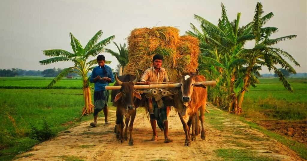 Farmers transporting hay using oxen in a rural landscape.