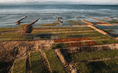 The Role of Seaweed Farming in Sustainable Development