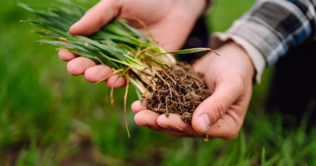 Farmers inspecting soil health improved by cover crops.