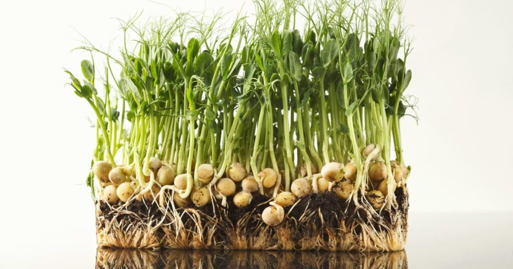 A cross-section of soil showing deep root structures of cover crops.
