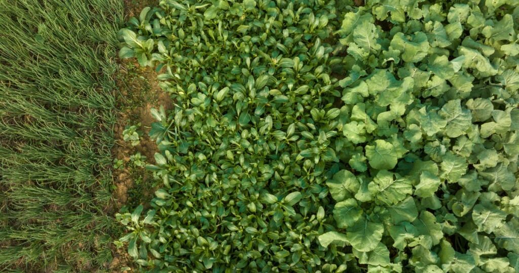 A field covered with dense, lush green cover crops.