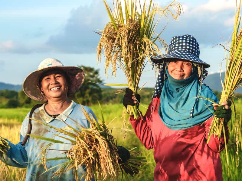 Two female farmers smiling and holding harvested crops in a rice field.