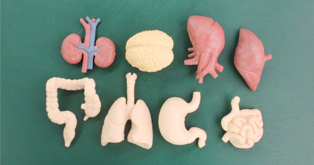 Model of human organs on a green background