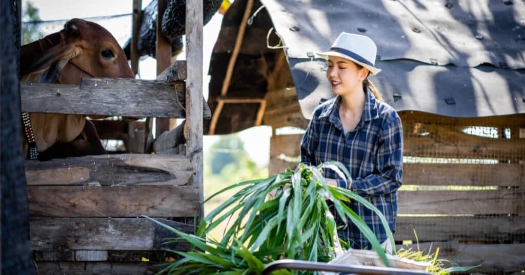A young farmer feeding cattle with organic produce in a farm.