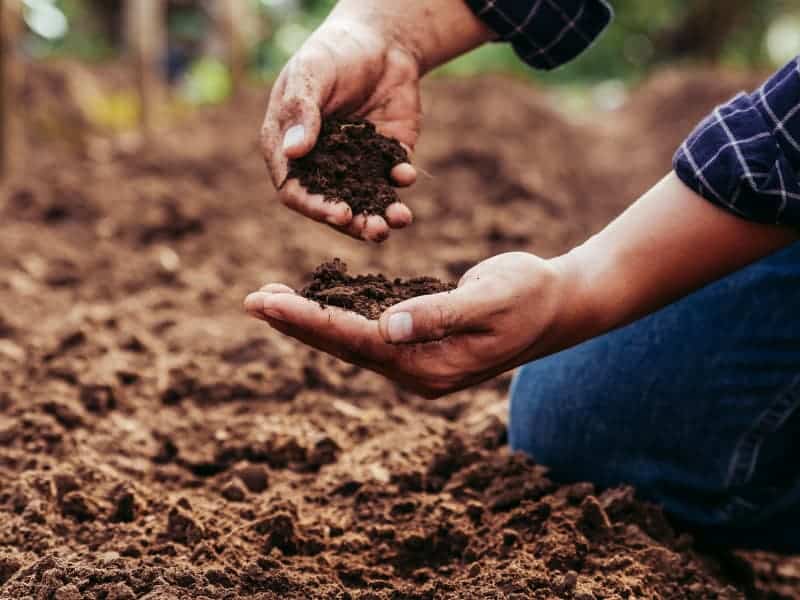 Close-up of a farmer's hands holding healthy soil, emphasising the importance of soil health.