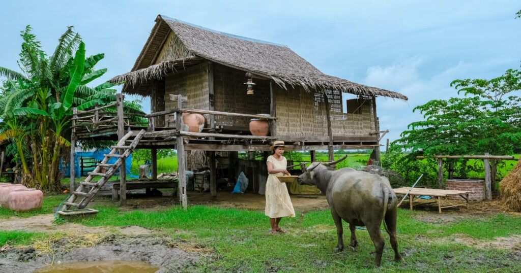 A traditional rural farmhouse with a farmer feeding a buffalo.