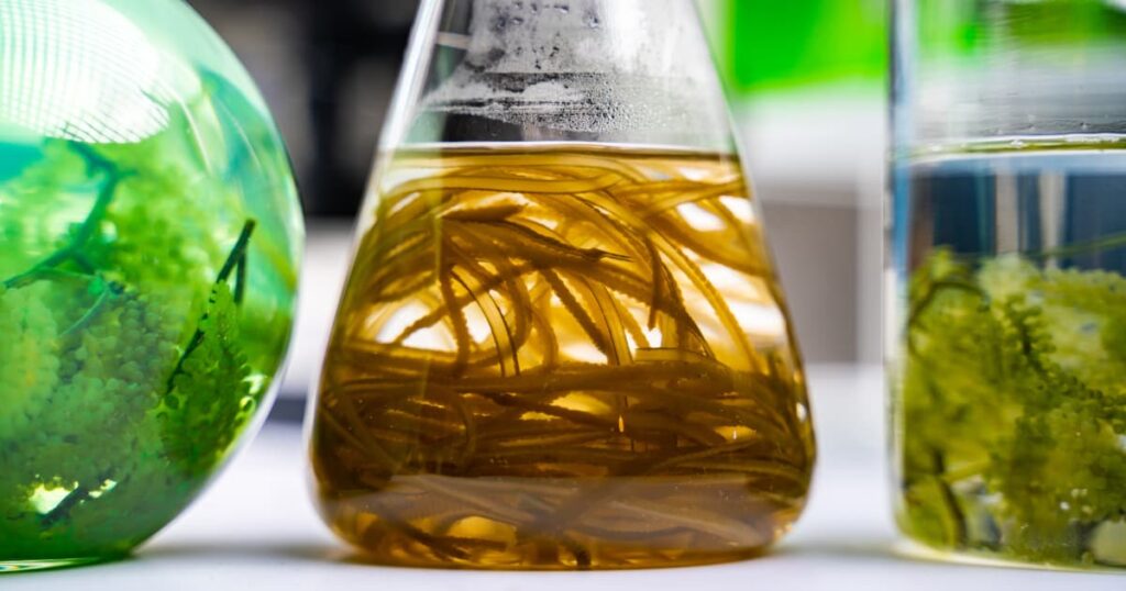 Glass flasks with seaweed samples in a laboratory setting.