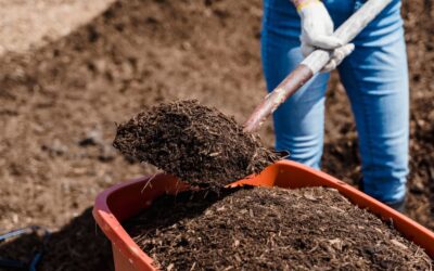 Unlocking the Secrets of Healthy Soils: Water Retention and Nutrient Balance
