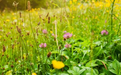 The Role of Cover Crops in Sustainable Agriculture