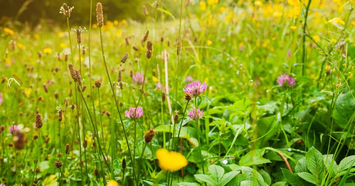 Header image showing a mix of cover crops in a sustainable agricultural setting.