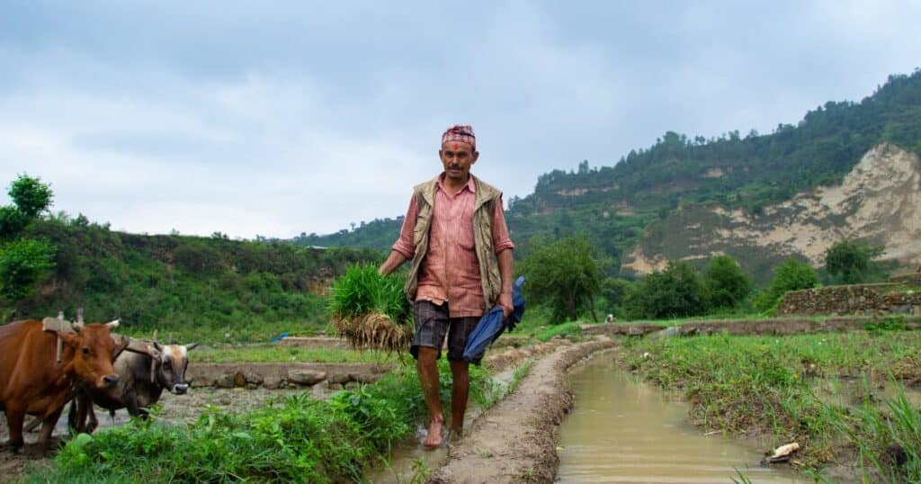 A farmer walking with oxen in a field.