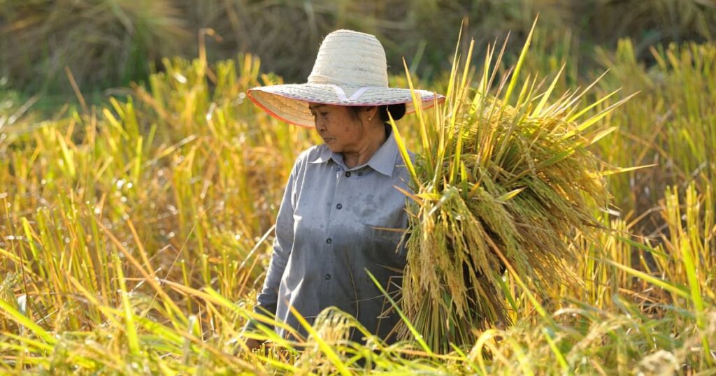 A farmer wearing a hat harvesting rice in a field.